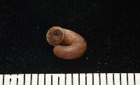 斯文豪小山蝸牛藏品圖，第4張