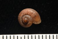 斯文豪小山蝸牛藏品圖，第5張