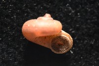斯文豪小山蝸牛藏品圖，第6張