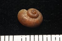 斯文豪小山蝸牛藏品圖，第7張