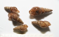網蜷藏品圖，第2張