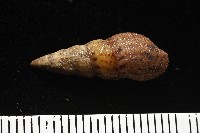網蜷藏品圖，第4張
