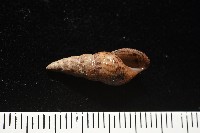 網蜷藏品圖，第6張