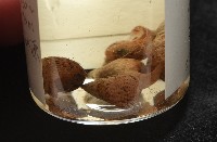 網蜷藏品圖，第7張