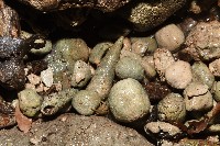 錐蜷藏品圖，第3張