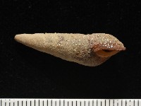 錐蜷藏品圖，第6張