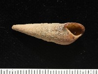 錐蜷藏品圖，第7張