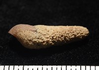錐蜷藏品圖，第8張