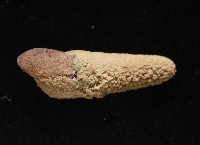 錐蜷藏品圖，第9張