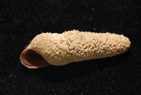 錐蜷藏品圖，第10張