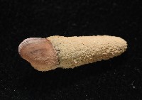 錐蜷藏品圖，第11張