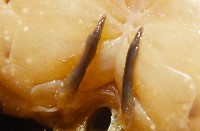 拉氏明溪蟹藏品圖，第10張
