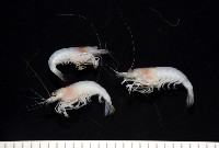 湧泉新米蝦藏品圖，第7張