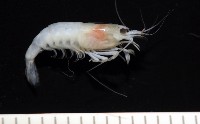 湧泉新米蝦藏品圖，第8張