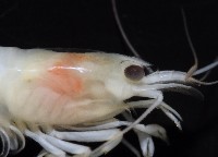 湧泉新米蝦藏品圖，第9張