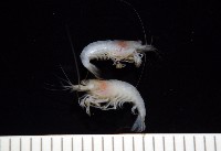 湧泉新米蝦藏品圖，第11張