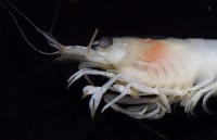 湧泉新米蝦藏品圖，第13張