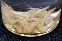 湧泉新米蝦藏品圖，第15張