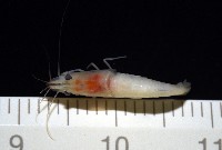 湧泉新米蝦藏品圖，第9張