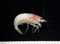 湧泉新米蝦藏品圖，第12張