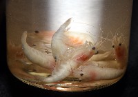 湧泉新米蝦藏品圖，第15張