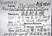 湧泉新米蝦藏品圖，第16張