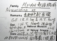 未知種新米蝦藏品圖，第12張