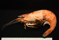 貪食沼蝦藏品圖，第1張