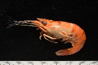 貪食沼蝦藏品圖，第3張