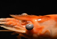貪食沼蝦藏品圖，第6張