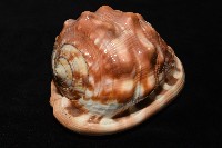萬寶螺藏品圖，第3張