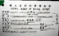 萬寶螺藏品圖，第16張
