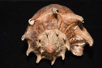 帝王渦螺藏品圖，第5張