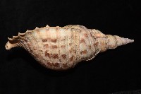 大法螺藏品圖，第6張