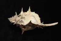 岩石芭蕉螺藏品圖，第3張