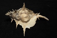 岩石芭蕉螺藏品圖，第5張