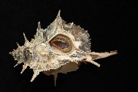 岩石芭蕉螺藏品圖，第7張