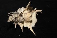 岩石芭蕉螺藏品圖，第8張