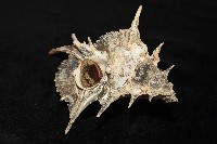 岩石芭蕉螺藏品圖，第9張