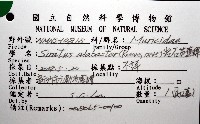 岩石芭蕉螺藏品圖，第12張