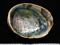 孔雀鮑螺藏品圖，第2張