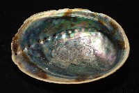 孔雀鮑螺藏品圖，第8張