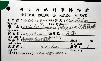 孔雀鮑螺藏品圖，第12張