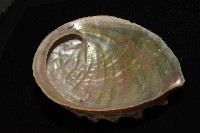盤鮑螺藏品圖，第8張