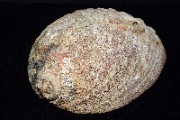孔雀鮑螺藏品圖，第5張