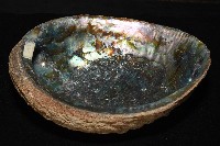 孔雀鮑螺藏品圖，第10張