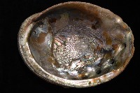 紅鮑螺藏品圖，第3張