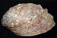 紅鮑螺藏品圖，第6張