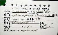 紅鮑螺藏品圖，第12張