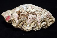 諾亞硨磲蛤藏品圖，第3張